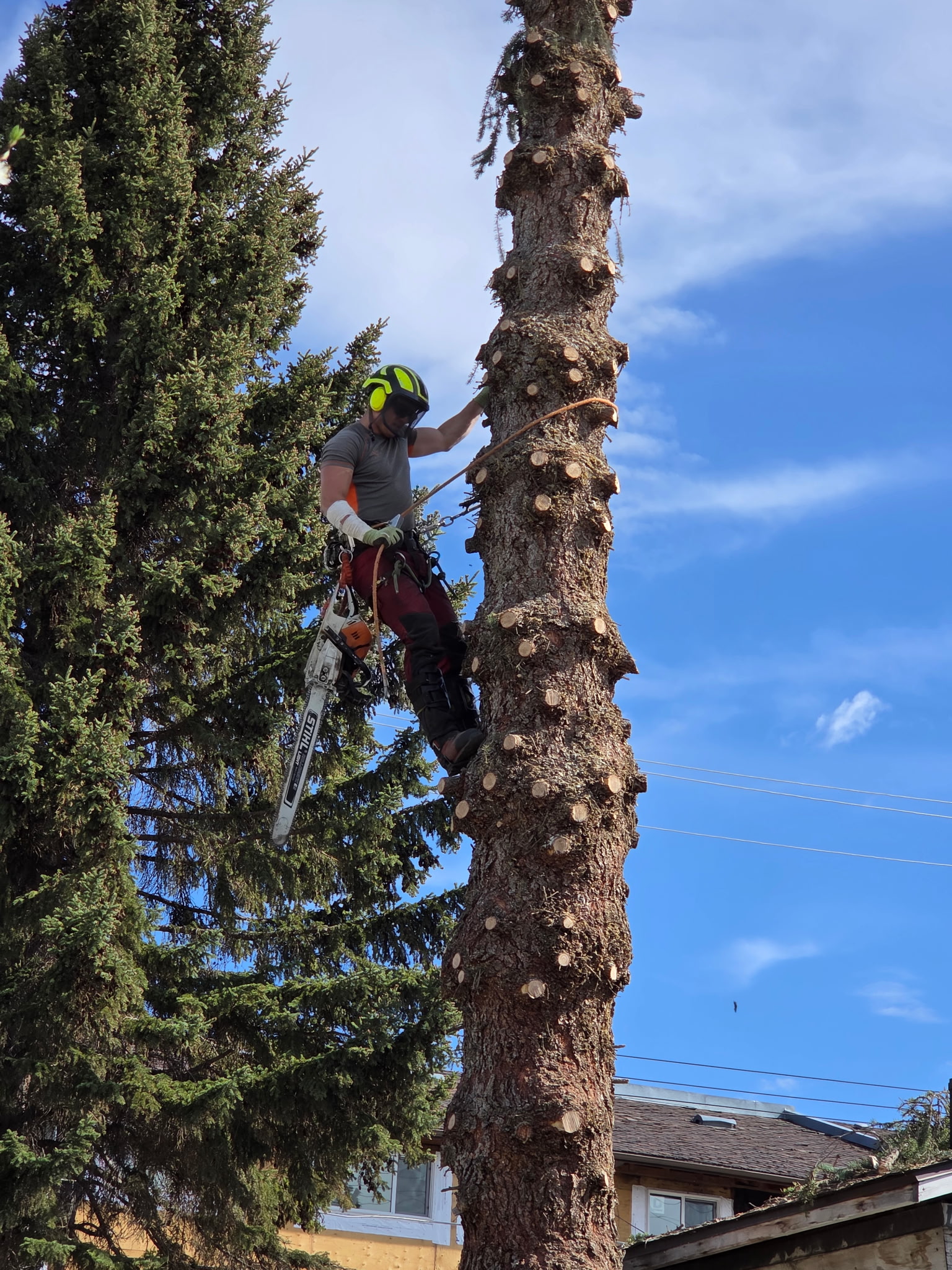 Professional tree climber providing safe tree removal in Central Alberta